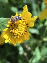 Copestylum tamaulipanum