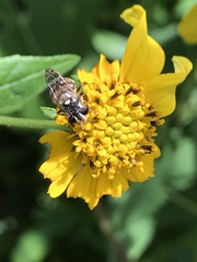 Copestylum tamaulipanum