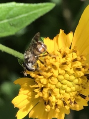 Copestylum tamaulipanum