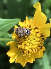 Copestylum tamaulipanum