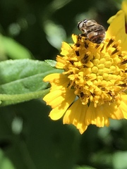 Copestylum tamaulipanum