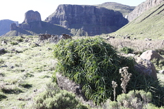Aloiampelos striatula, photograph (c) Tony Rebelo, some rights reserved (CC BY-SA)