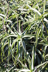 Aloiampelos striatula, photograph (c) Tony Rebelo, some rights reserved (CC BY-SA)
