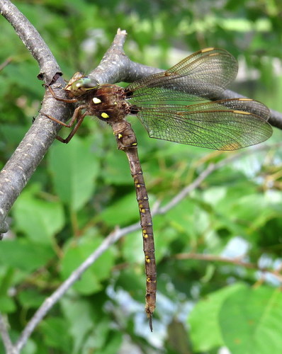 Photo of Fawn Darner (Boyeria vinosa)