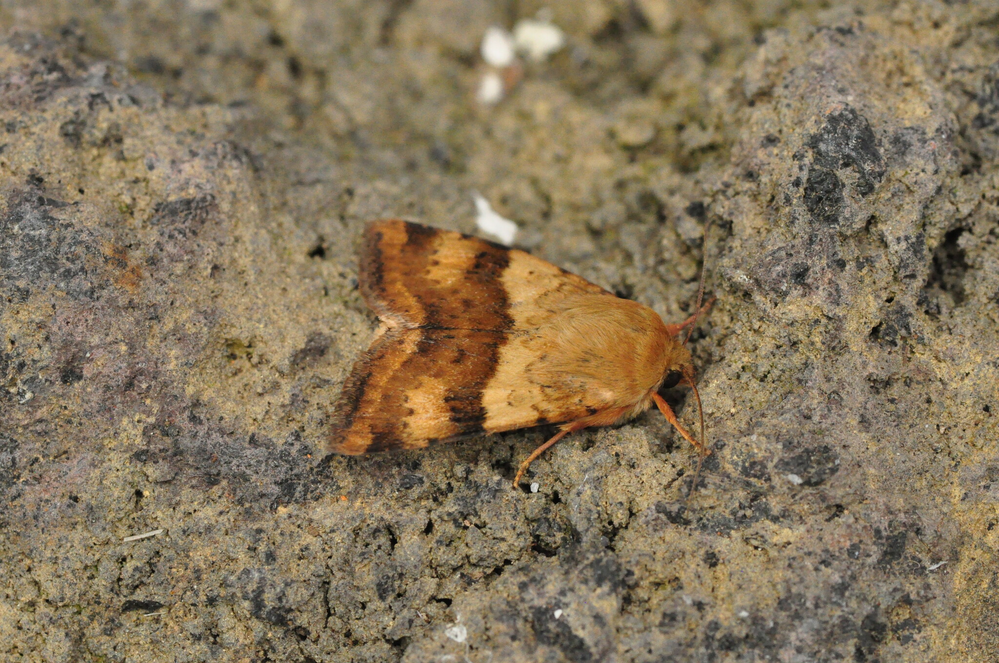 Heliothis viriplaca