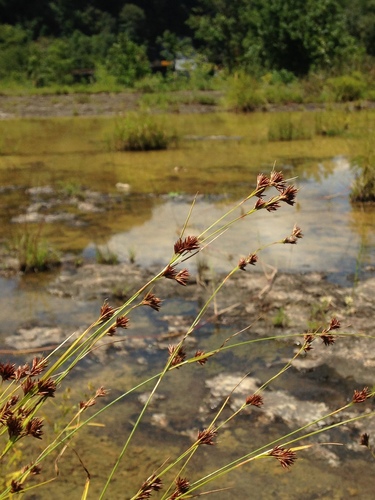 Stiletto Beaksedge (Rhynchospora stiletto)