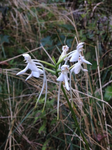 Image of White Fringeless Orchid (Platanthera integrilabia) by no rights reserved