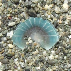 Sypharochiton