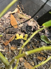 Leucocoprinus birnbaumii image