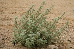 Forsskaolea tenacissima