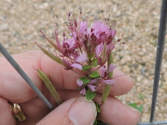 Polanisia dodecandra riograndensis