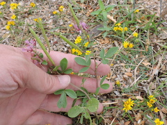 Polanisia dodecandra riograndensis