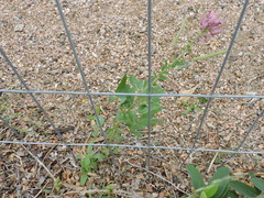 Polanisia dodecandra riograndensis