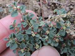 Euphorbia cinerascens