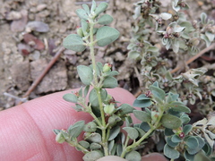 Euphorbia cinerascens