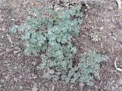 Euphorbia cinerascens