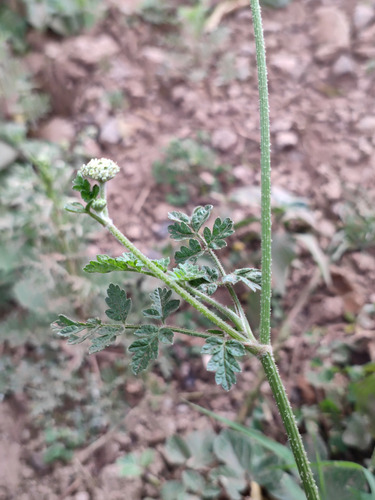 Daucus incognitus, 2021-11-03