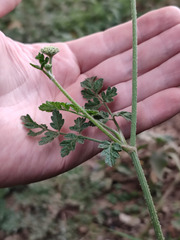 Daucus incognitus image