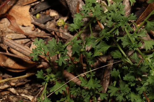 Image of Calotis cuneifolia by (c) Greg Tasney, some rights reserved (CC BY-SA)