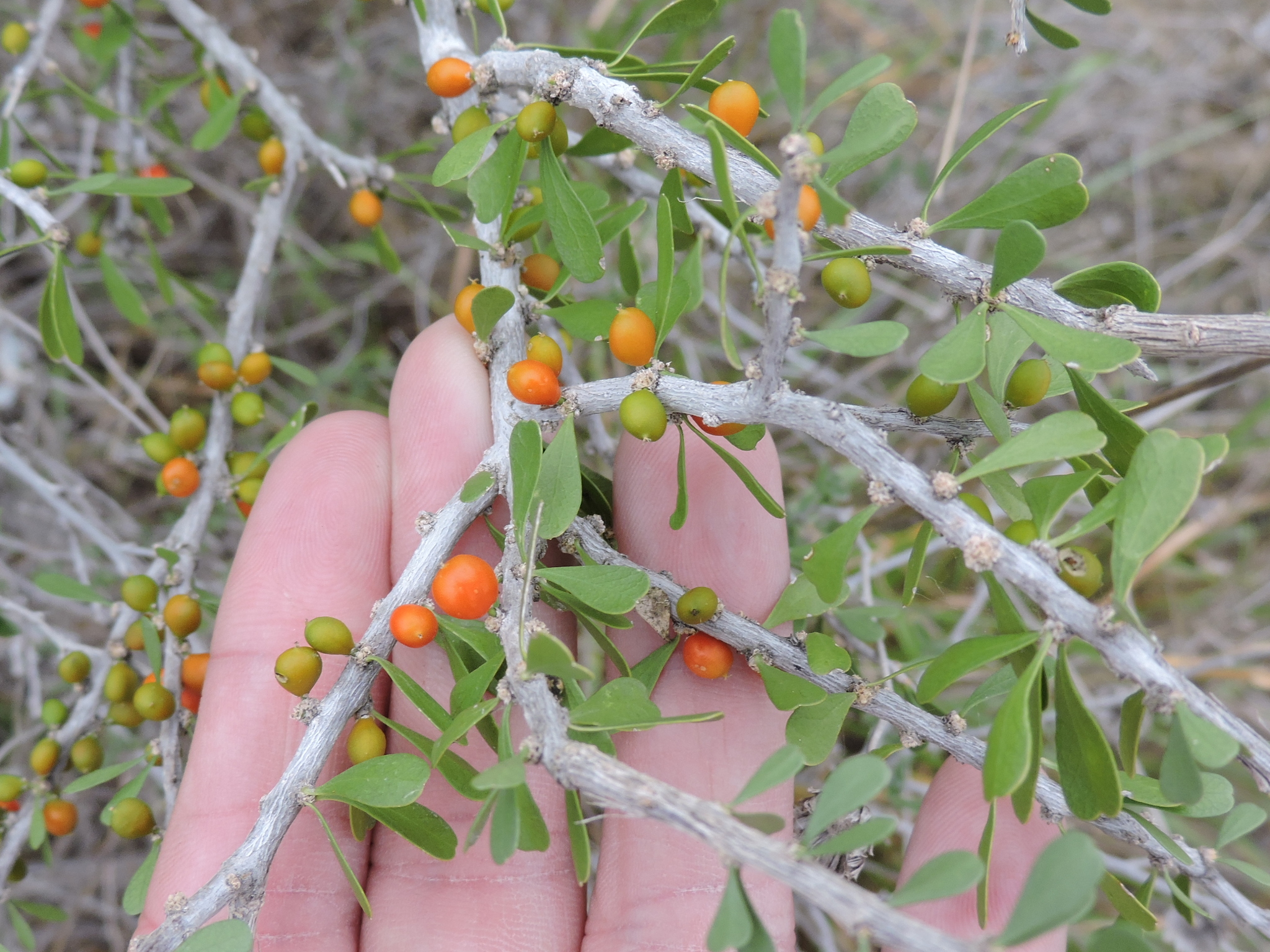 Schaefferia cuneifolia
