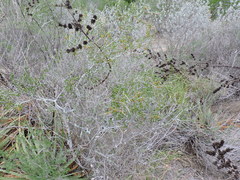 Schaefferia cuneifolia