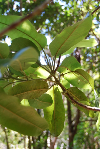 Melicope stonei