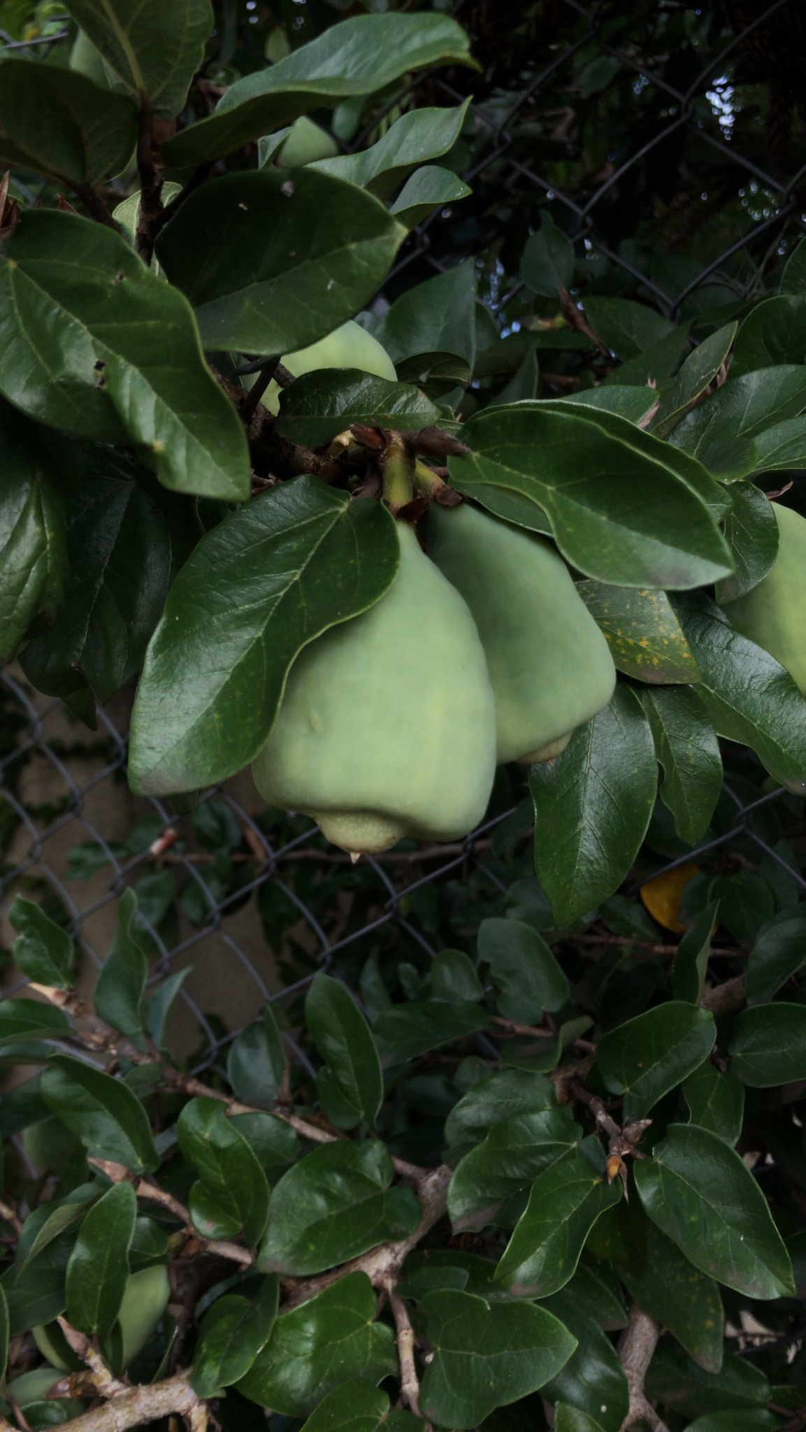 Ficus pumila