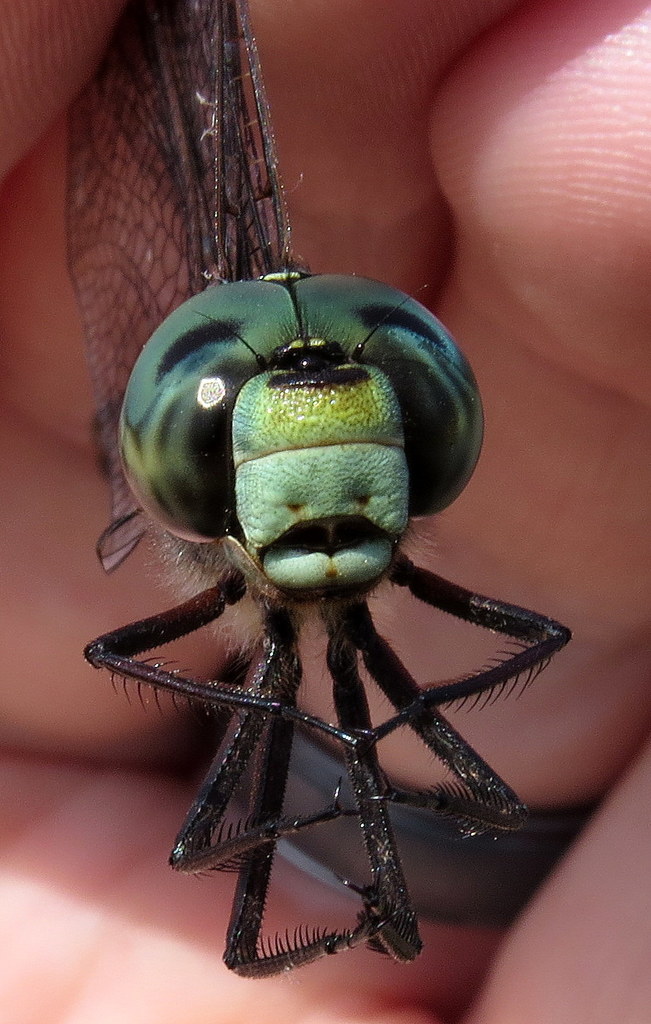 Canada Darner