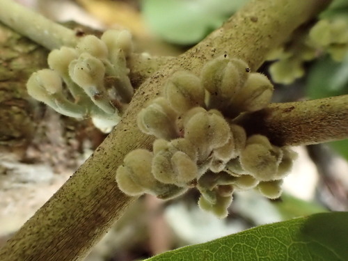 Melicope stonei observed 2016-01-24