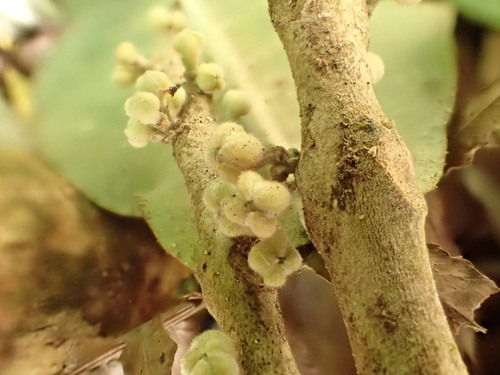 Melicope stonei observed 2016-01-24