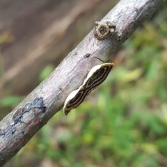 Poronidulus conchifer image