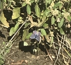 Echinargus isola