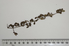 Coprosma obconica