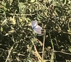 Echinargus isola