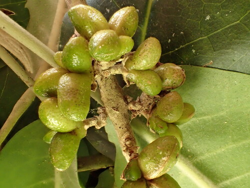 Melicope stonei