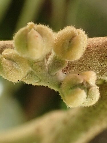 Melicope stonei