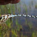 Mottled Darner - Photo (c) Nick Block, some rights reserved (CC BY), uploaded by Nick Block