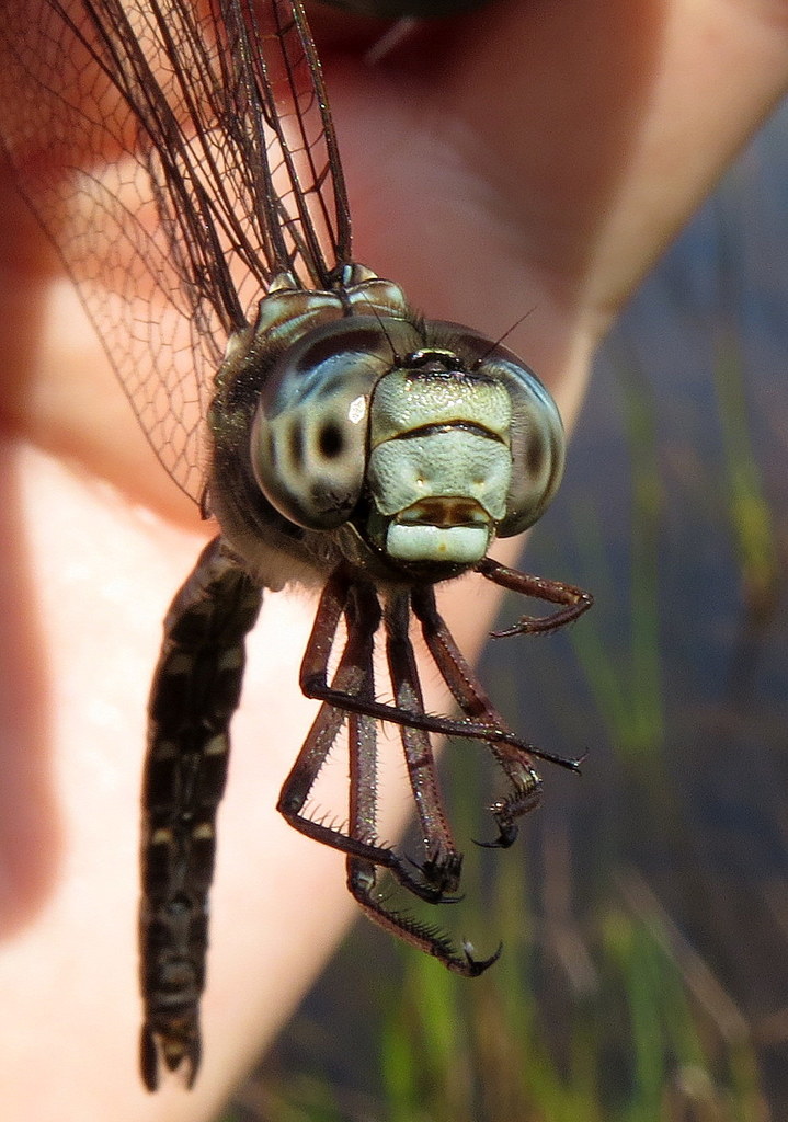 Mottled Darner