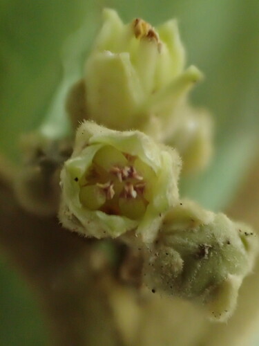 Melicope stonei observed 2016-01-28
