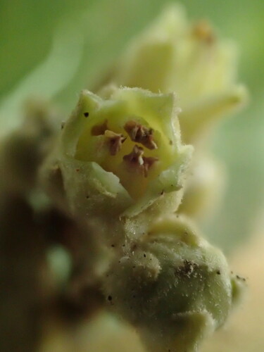Melicope stonei