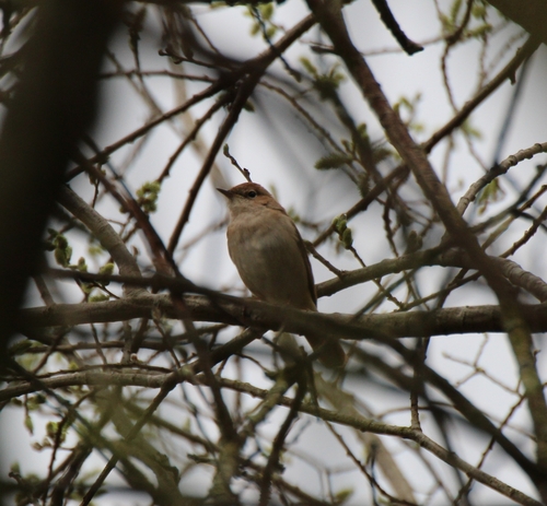 Ruiseñor común (Luscinia megarhynchos)