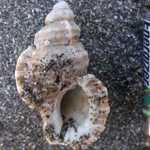 Cabestana tabulata