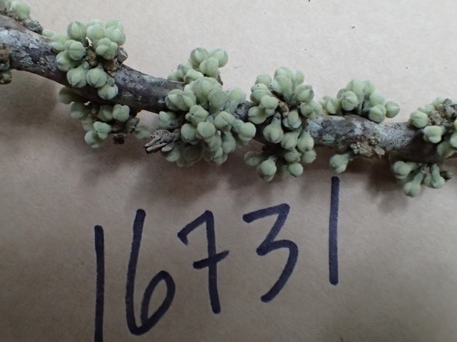 Melicope stonei observed 2016-01-28