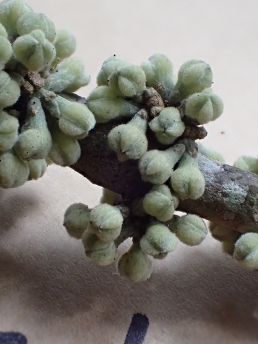 Melicope stonei