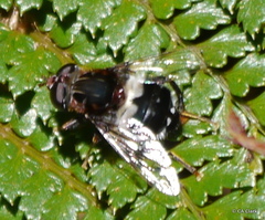 Helophilus cingulatus