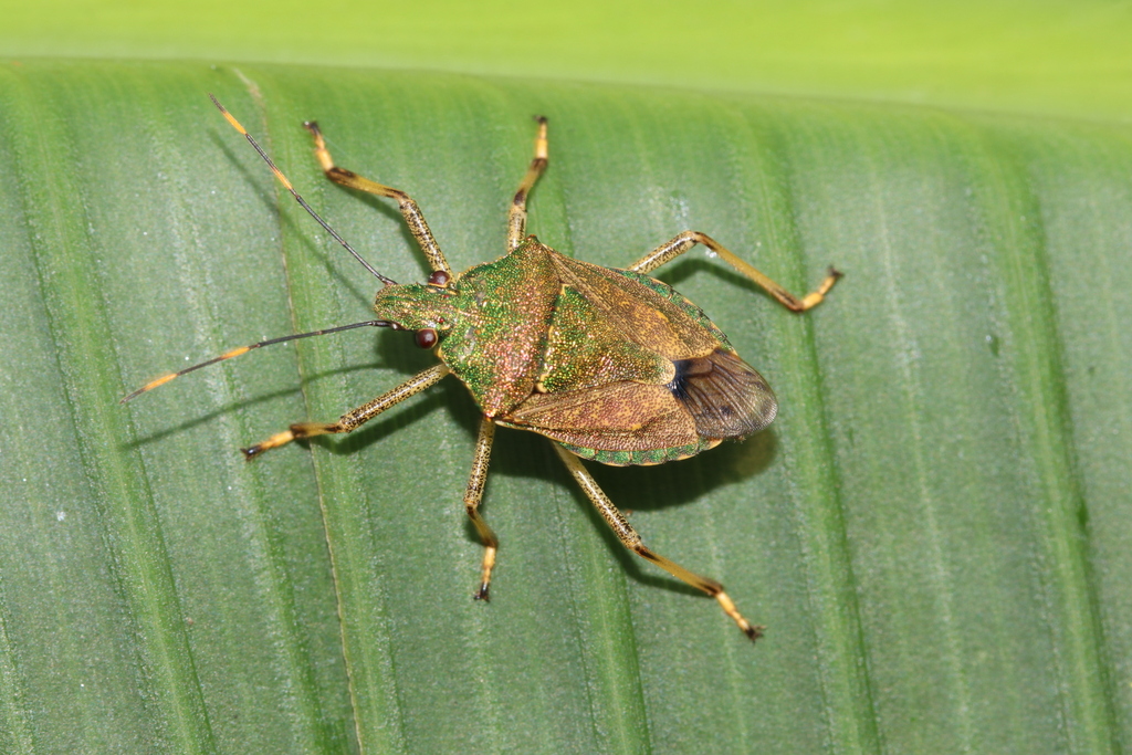 Dalpada maculata