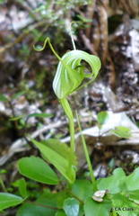 Pterostylis oliveri