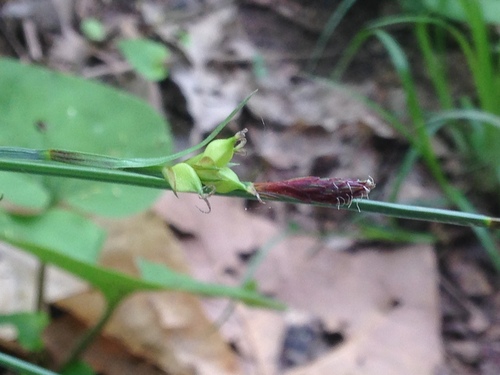 Image of Carey's Sedge (Carex careyana) by no rights reserved