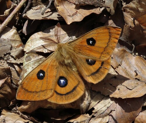 Tau Emperor Moth