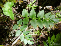 Gingidia montana